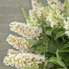 Buddleja BUTTERFLY CANDY LITTLE WHITE